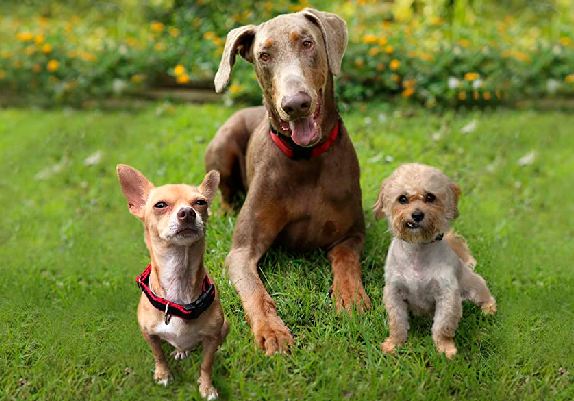 A CASA DOS CACHORROS: CONHEÇA O DOCUMENTÁRIO SOBRE O CASAL QUE ADOTOU 10 MIL CACHORROS!
